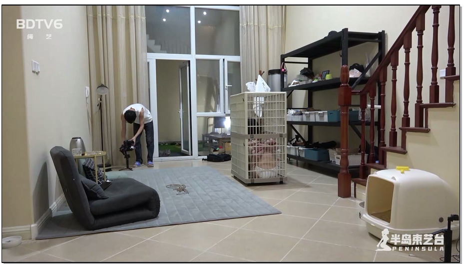 【半岛束艺】猫笼里的无忧生活