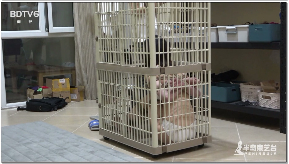 【半岛束艺】猫笼里的无忧生活