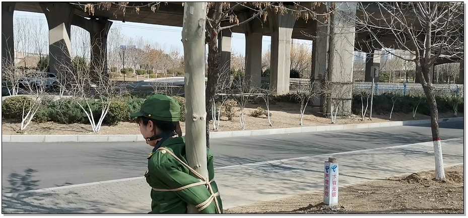 【飞天原创】云儿终于上了大热门，云儿秒变杂牌军光杆司令官，K9架放置，紧缚树杆上任…