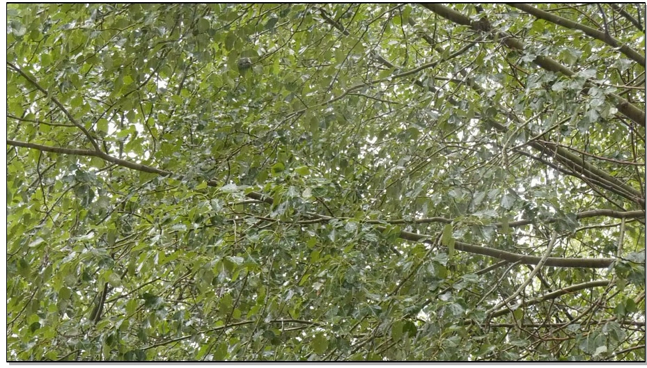 【红豆的天空】永不凋谢的红梅（上）