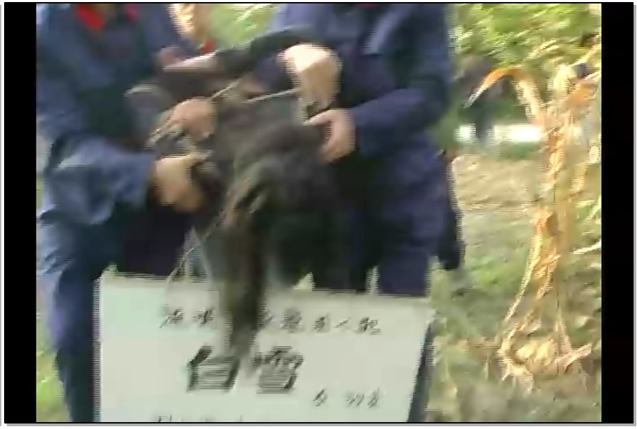 【怀旧影苑】白雪的结局