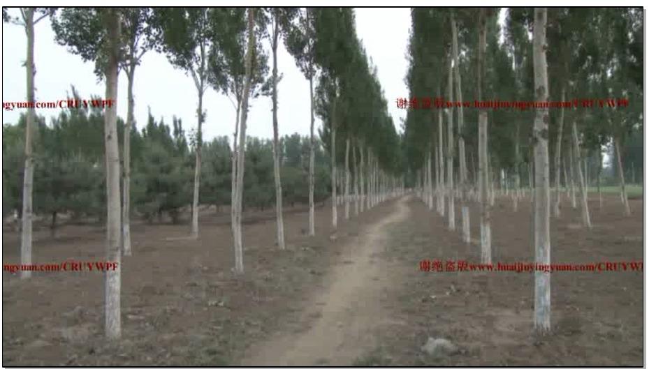 【怀旧影苑】毒蛾 下集