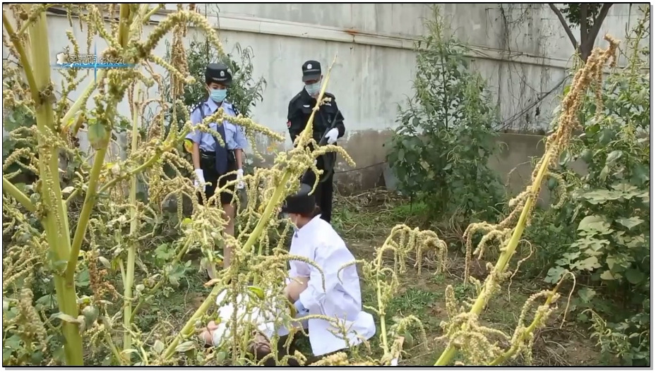 【梨花雨】凋落