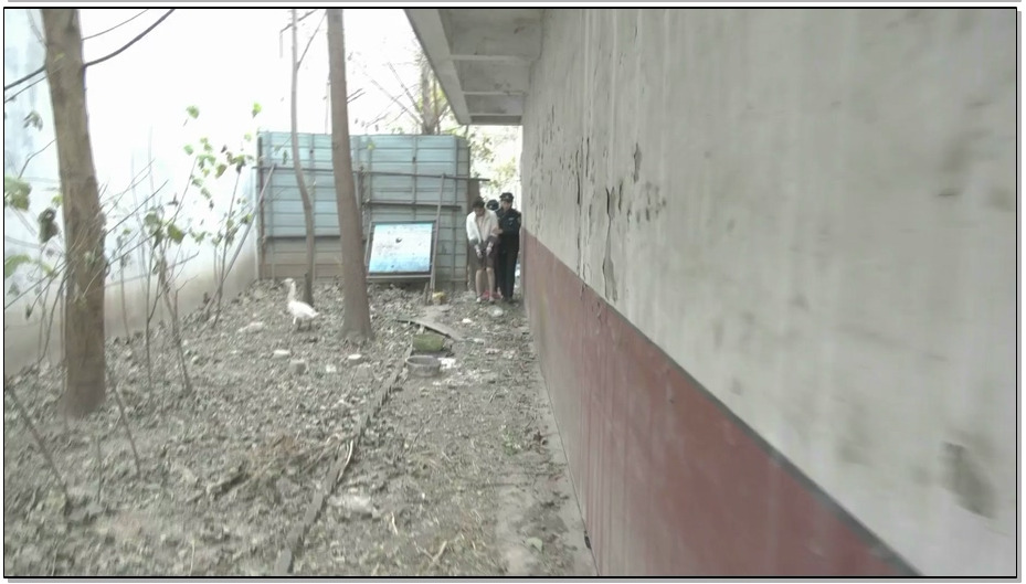 【梨花雨】肖丽