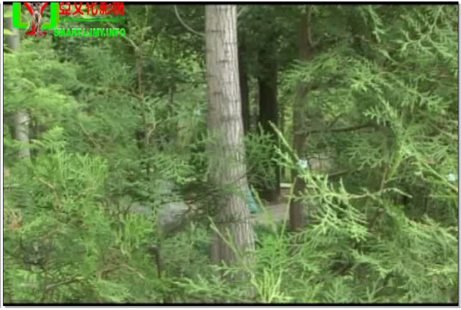 【丽佳美亚】丽佳仙子