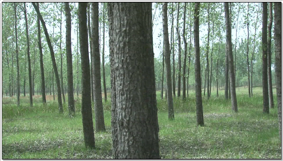 【MJ影视】罪孽记