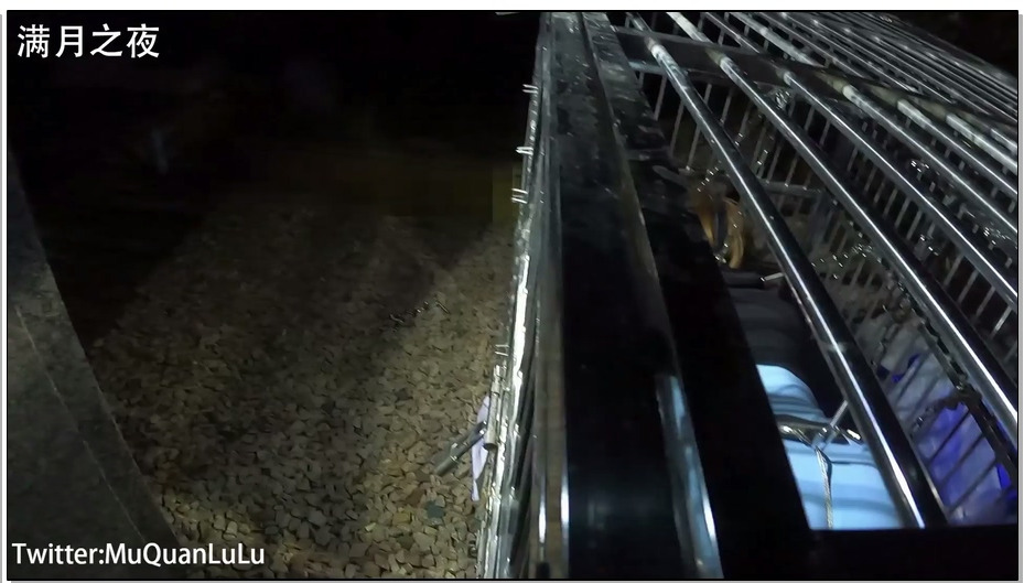 【满月之夜】户外狗笼禁锢放置PLAY 锁链+湿身