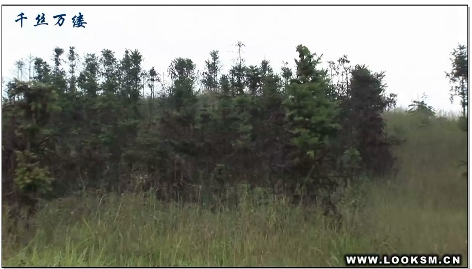 【千丝万缕】野外纪实2 双儿,伊娜,沙曼,菲菲