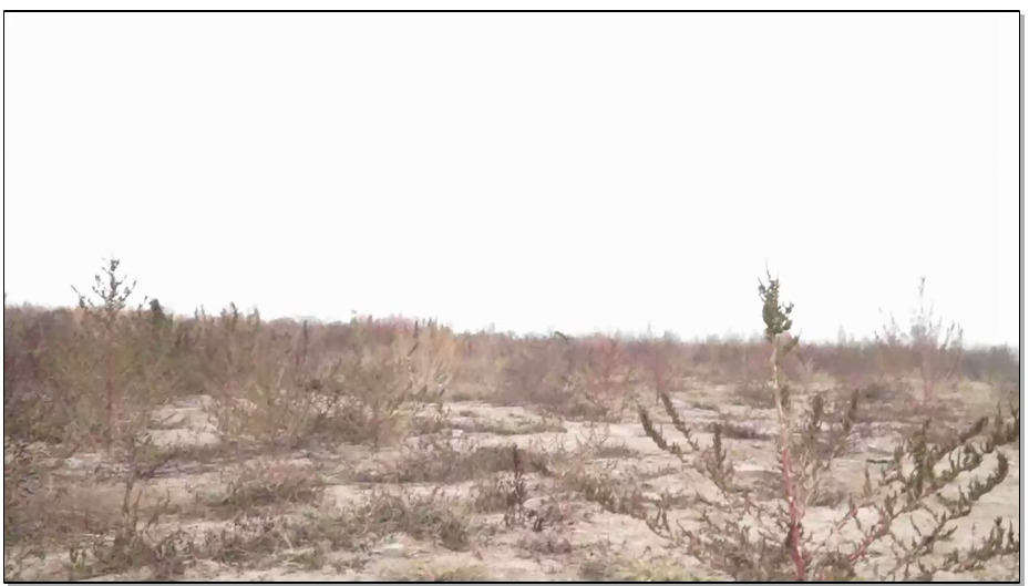 【逍遥】猥琐哥户外游戏 林丹丹 制服户外 驷马 日式 户外押解